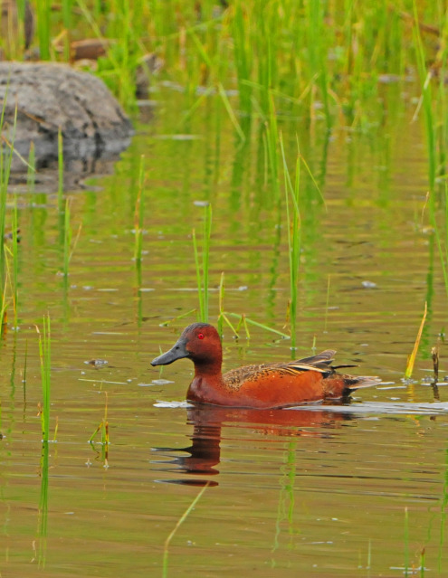 Cinnamon Teal by Paul Gore © Copyright All Rights Reserved