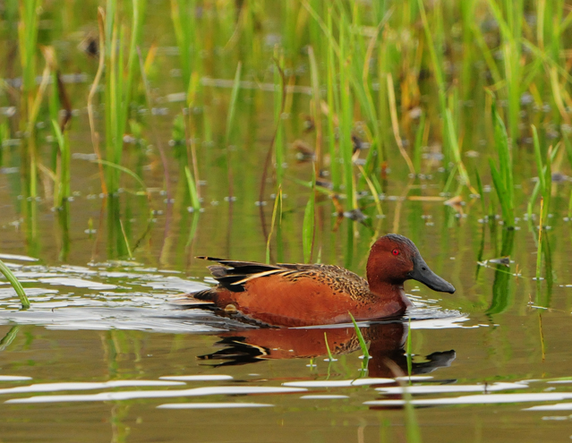 Cinnamon Teal © Copyright All Rights Reserved Paul Gore