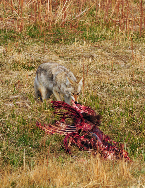 Coyote eating Elk Carrion by Paul Gore © Copyright Paul Gore All Rights Reserved