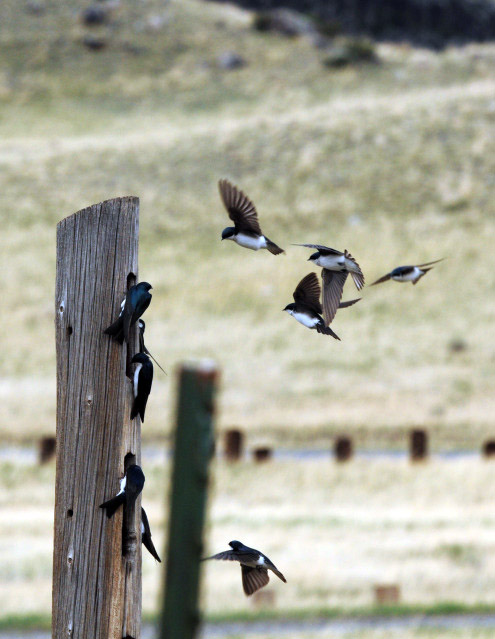 Tree Swallows at Dailey Lake by Paul Gore © Copyright All Rights Reserved
