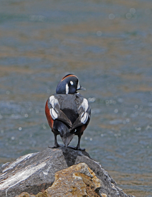 Harlequin Duck by Paul Gore © Copyright All Rights Reserved