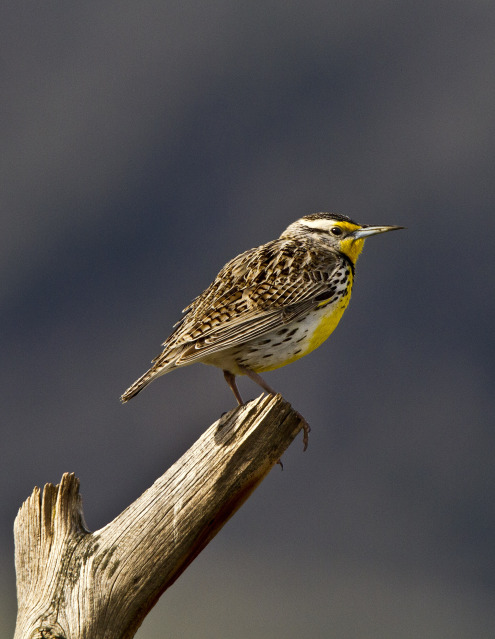 Meadowlark by Gary from Indiana © Copyright All Rights Reserved