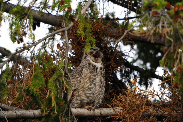 Great Horned Owl by Paul Gore © Copyright All Rights Reserved
