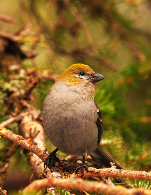 Pine Grosbeak by Paul Gore ~ © Copyright Paul Gore All Rights Reserved