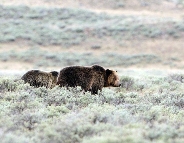 Grizzly Bear Sow with two cubs by Paul Gore © Copyright All Rights Reserved