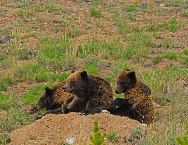 Grizzly bear sow with cubs by Paul Gore © Copyright All Rights Reserved