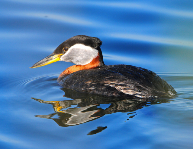Red-necked grebe by Paul Gore © Copyright All Rights Reserved