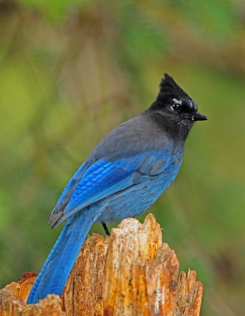 Steller's Jay by Paul Gore © Copyright All Rights Reserved