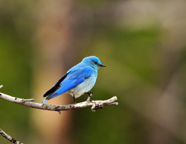 Mountain Blue Bird by Paul Gore © Copyright All Rights Reserved